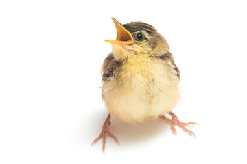 Young Zitting Cisticola Bird (Cisticola juncidis) isolated on white background © dwi