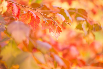 Plants. Autumn forest