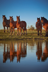 Herd of cold-blooded horses and their reflection in the water.  Horses at the watering hole