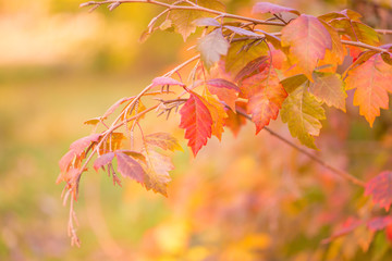 Plants. Autumn forest