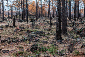 Forest after a fire  in Aershan, Inner Mongolia, China