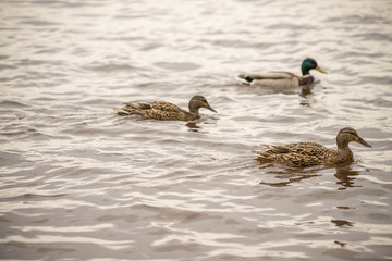 wild ducks swim and bathe in the river