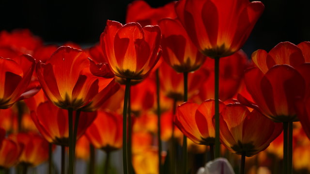 Red Flowers In Field