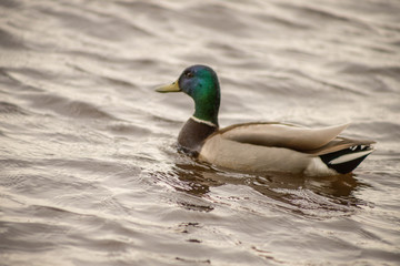 wild ducks swim and bathe in the river