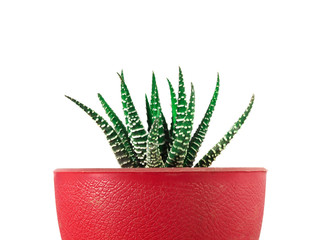 Close up of cactus Succulent, Green texture with white stripes, in small pot Plant it to decorate the room. Plants in the room, isolated on a white background