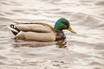 Obraz premium wild ducks swim and bathe in the river