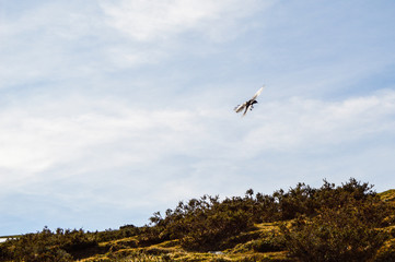 a crow in the mountains