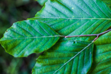 Green leaf background. Green texture.