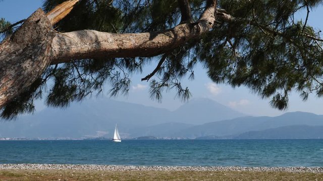 sailing boat on Mediterranean sea beach and pine tree on island ocean scenery sailboat