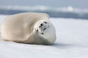 Antarctica crab seal close-up on a cloudy winter day