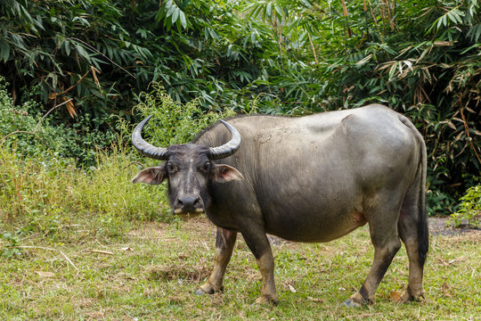 water buffalo or domestic water buffalo in vietnam.