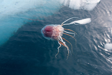 Antarctic jellyfish in water close-up on a cloudy winter day © Iurii