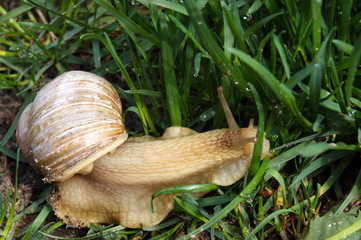 An ordinary in shell garden snail crawling on a grasses.
