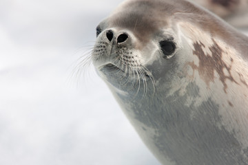 Antarctica crab seal close-up on a cloudy winter day