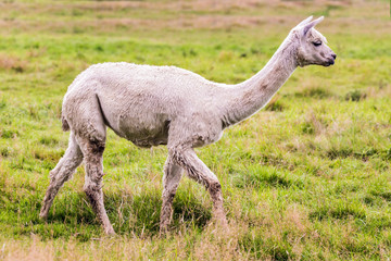 Naklejka na ściany i meble The llama pasting on green grass