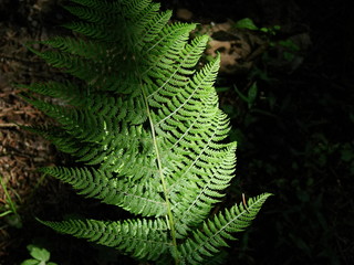 macro fern in the woods