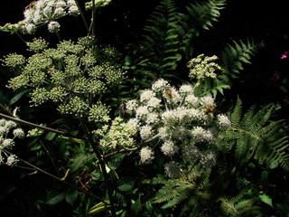 macro white flowers on the meadow