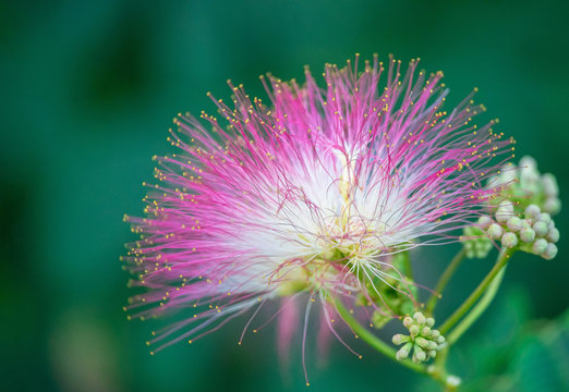 Albizia julibrissin or Lankaran acacia flower on green background. Selective focus Flower of Lankaran acacia. Close up