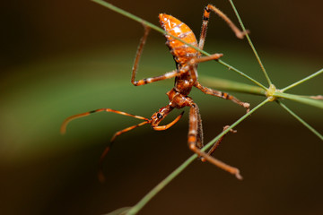 Australian Assassin Bug also known as Reduviidae