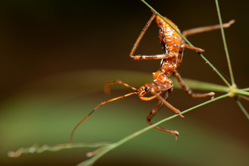 Australian Assassin Bug also known as Reduviidae