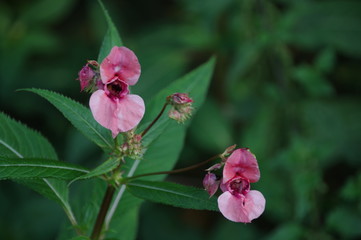 makro pink flowers in the woods
