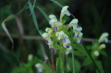 macro flowers in the woods