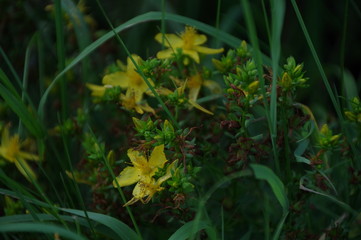 yellow flowers in the garden