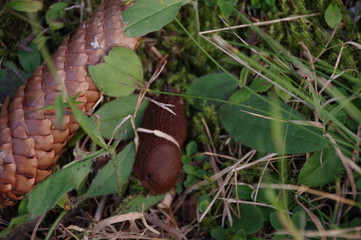 snail with pine cone on the grass