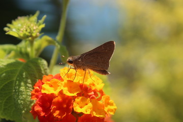 Schmetterling