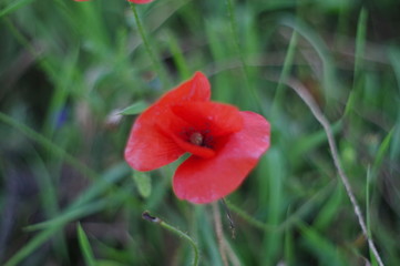 macro red poppy in a field