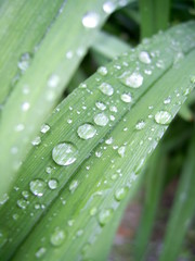 raindrops on leaves