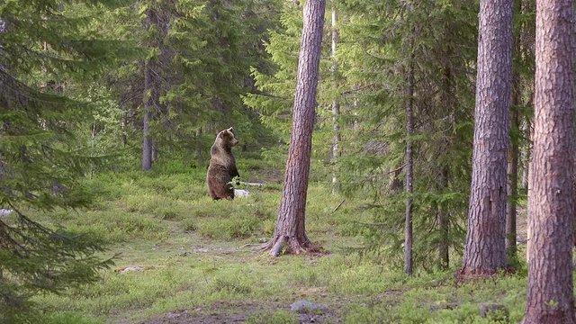 brown bear at distance standing on hind legs watching alerted run away