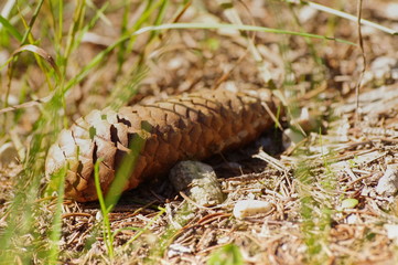 pine cone in the grass