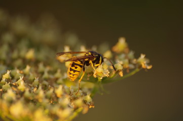 macro bee on yellow flower