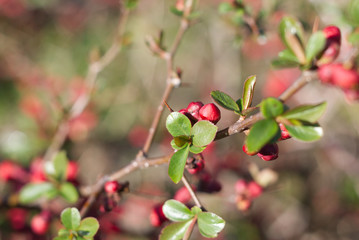 red, nature, tree, plant, branch, spring, flower, garden, bush, leaves, blossom, pink, flowers, season, quince