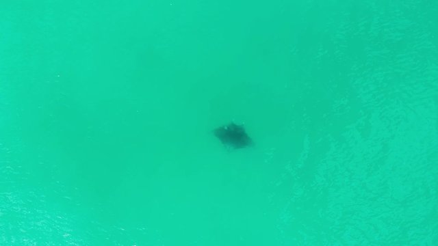 Stunning Manta Ray Seen Alone From Above In Deep Green Ocean