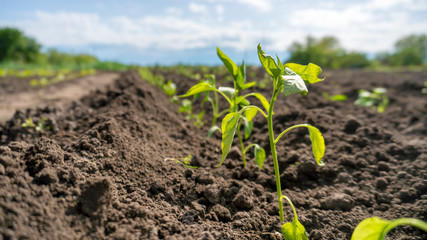 young pepper grows in the garden