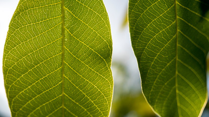 green walnut leaves close up