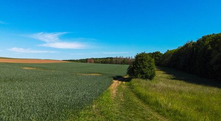 Fototapeta na wymiar Green rural landscape on a sunny day - agricultural farmland