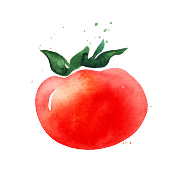 One single watercolor red tomato. Hand drawn vegetable illustration on white background