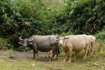 black and white water buffalo or domestic water buffalo in vietnam.