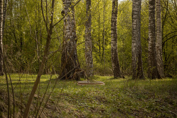 Forest with trees, grass, glades and flowers