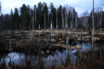 forest autumn swamp in middle of  broken forest. marshland among fragments of trees, snags and broken birches. running streams of streams form large marshy puddles in forest.