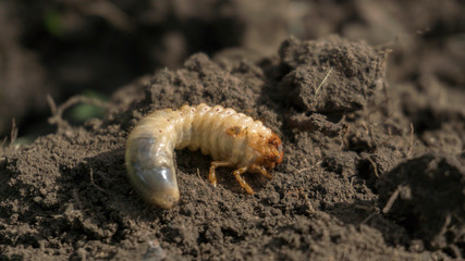 chafer beetle larva close up