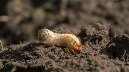 chafer beetle larva close up