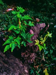 green leaves in a garden