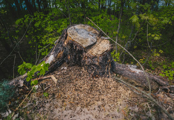 Life in big ant hill and stump in the spring forest.