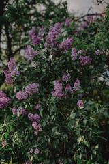 Blooming Lilac. Beautiful spring background with lilac flowers.