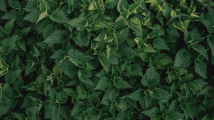 Fototapeta premium Nettle background top view. Beautiful green background with medicinal plants.