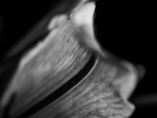 Abstract black and white close up of a flower